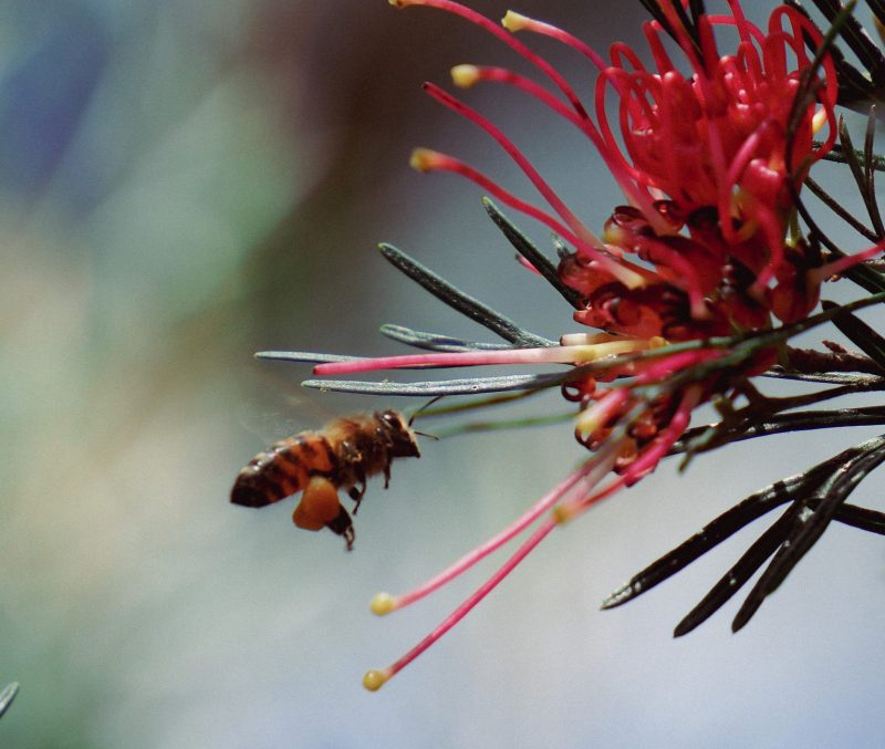 Bee flying to flower - Photo by Brydie Wilkin