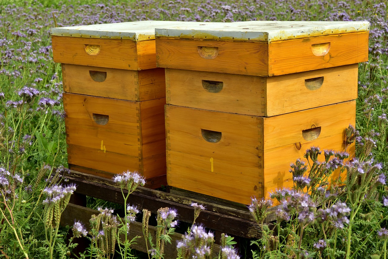 beehive- urban bee keeping